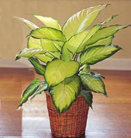 植物(wù)租賃瑪麗安(an)