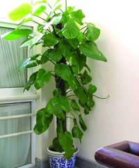 植物(wù)租賃(綠蘿)