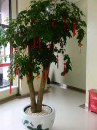 植物(wù)租擺(幸福樹)
