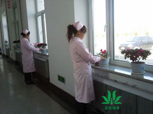 重(zhong)慶某三甲醫(yī)院植物(wù)租擺案例