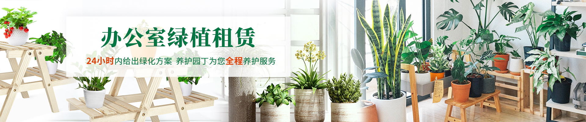 重(zhong)慶辦(bàn)公(gōng)室植物(wù)租賃